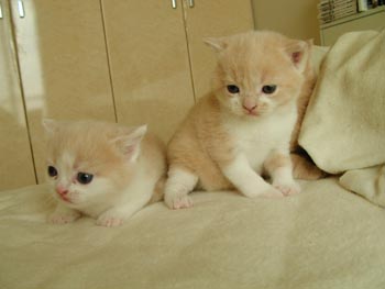2cats3