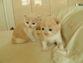 2cats4