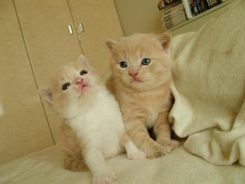 2tora