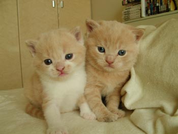 2tora2