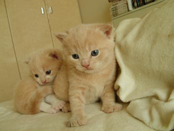 2tora3