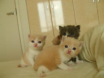 3cats2