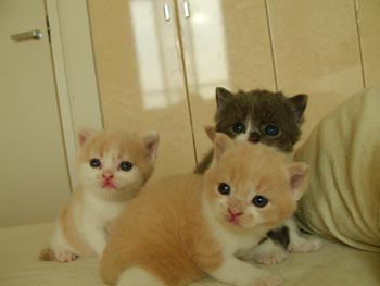 3cats3
