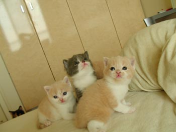 3cats4
