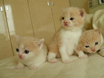 3tora