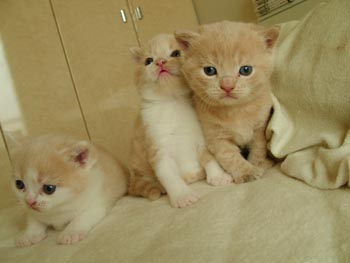 3tora2