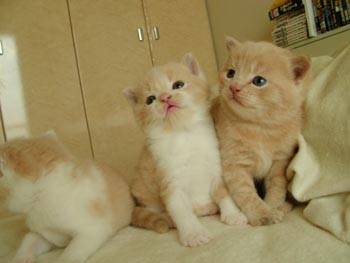 3tora3