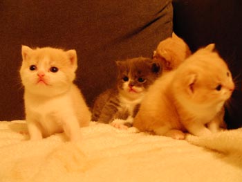 4cats