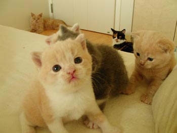 family