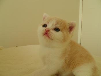 minihana7