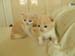 2cats4