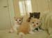 3cats2