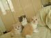 3cats4