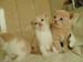3tora3