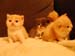 4cats