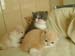 4cats4