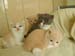 4cats5