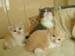 4cats6