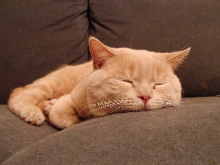 SANY0059.JPG
